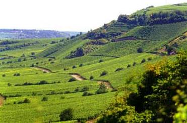 Rheinhessen wineregio